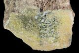Polished Dinosaur Bone (Gembone) Section - Colorado #96412-2
